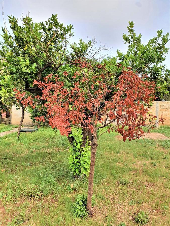Villa Nel Salento - Ampie Camere E Giardino, Fino A 9 Persone Barbarano del Capo Exterior foto